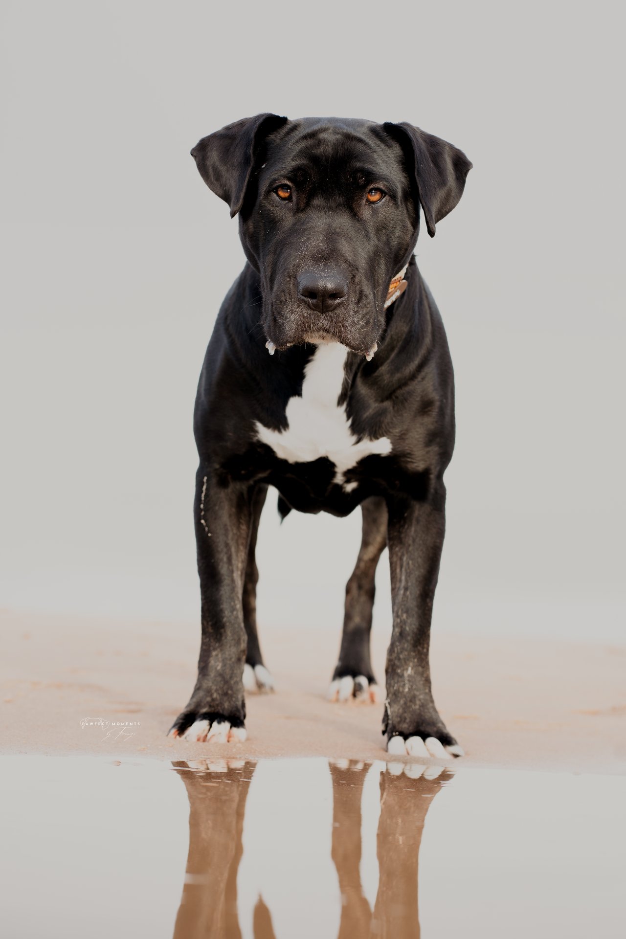Hundefotografie Shooting von Franzi – Pawfect Moments